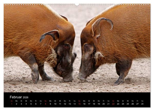 Produktbild: Schweinereien (Wandkalender 2026 DIN A2 quer), CALVENDO Monatskalender