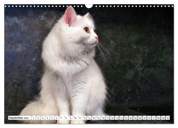 Produktbild: Die Perserkatze - Farbschlag Wei&szlig; (Wandkalender 2026 DIN A3 quer), CALVENDO Monatskalender
