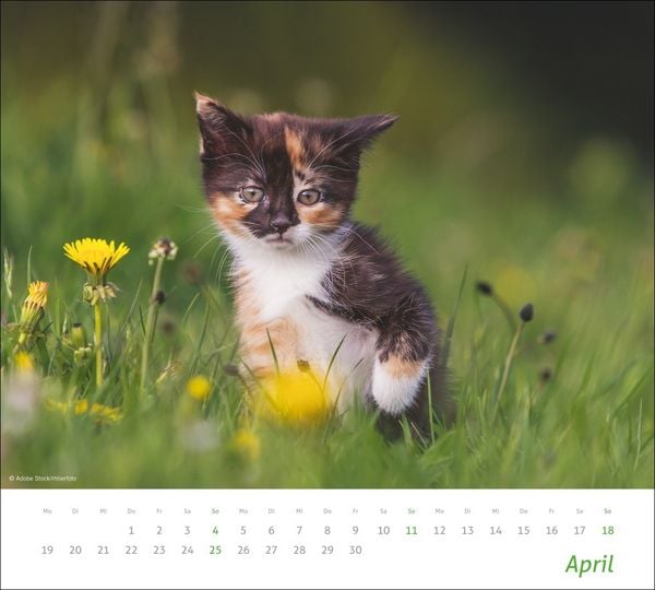 Produktbild: times&more Katzen Bildkalender 2027