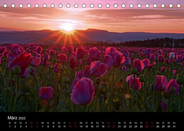 Produktbild: Mohnbl&uuml;te in Germerode (Tischkalender 2022 DIN A5 quer)
