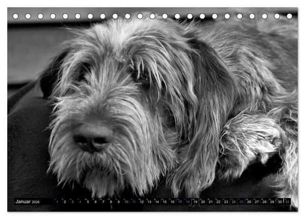 Produktbild: Carissimo Spinone Italiano (Tischkalender 2026 DIN A5 quer), CALVENDO Monatskalender