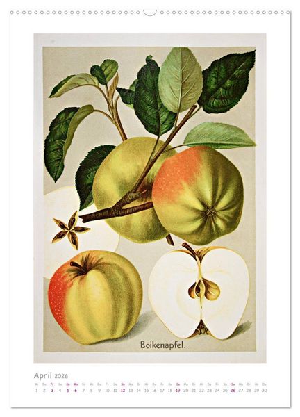 Produktbild: &Auml;pfel/Appels. Alte ostfriesische Sorten (hochwertiger Premium Wandkalender 2026 DIN A2 hoch), Kunstdruck in Hochglanz