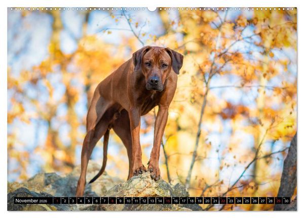 Produktbild: Ridgeback King (Wandkalender 2026 DIN A2 quer), CALVENDO Monatskalender