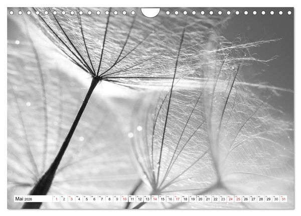 Produktbild: Pusteblumenzauber in schwarzwei&szlig; (Wandkalender 2026 DIN A4 quer), CALVENDO Monatskalender