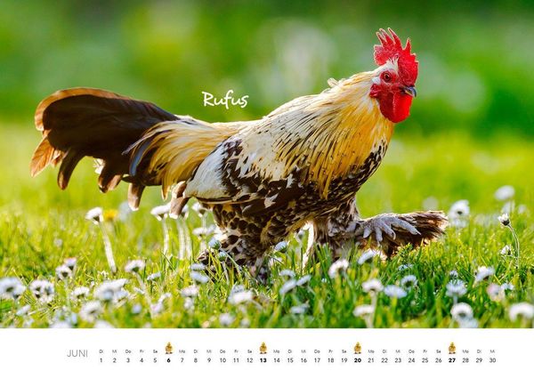 Produktbild: H&uuml;hner Kalender 2027