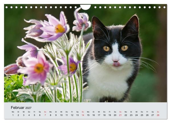 Produktbild: Katzen im Garten (Wandkalender 2027 DIN A4 quer), CALVENDO Monatskalender