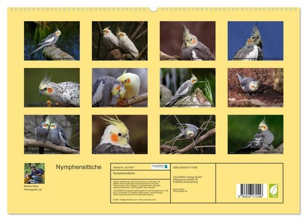 Produktbild: Nymphensittiche (hochwertiger Premium Wandkalender 2026 DIN A2 quer), Kunstdruck in Hochglanz