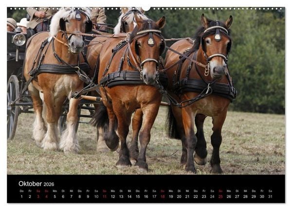 Produktbild: Starke Pferde bei der Arbeit (hochwertiger Premium Wandkalender 2026 DIN A2 quer), Kunstdruck in Hochglanz