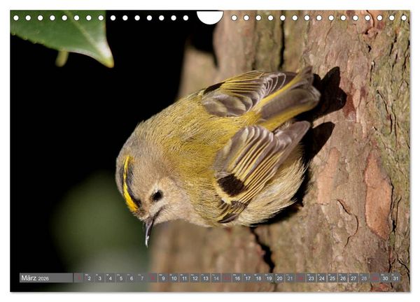 Produktbild: V&ouml;gel ganz nah (Wandkalender 2026 DIN A4 quer), CALVENDO Monatskalender