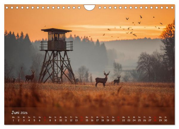Produktbild: Jagd und Natur - Kalender f&uuml;r J&auml;ger mit Wildtieren Deutschlands im Jahreslauf (Wandkalender 2026 DIN A4 quer), CALVENDO Monatskalender
