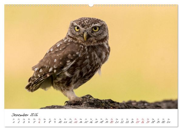 Produktbild: Heimische Vogelwelt (hochwertiger Premium Wandkalender 2026 DIN A2 quer), Kunstdruck in Hochglanz