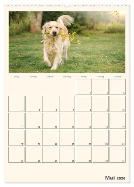 Produktbild: Zauberhafte Golden Retriever (Wandkalender 2026 DIN A2 hoch), CALVENDO Monatskalender