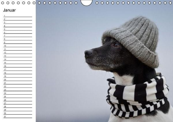 Produktbild: Jack Russell Terrier - Ein Verwandlungsk&uuml;nstler namens Jake / Geburtstagskalender (Wandkalender immerw&auml;hrend DIN A4 quer)