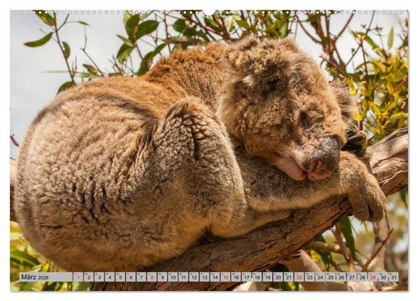 Produktbild: Australische Koalas (Wandkalender 2026 DIN A2 quer), CALVENDO Monatskalender