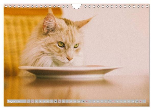 Produktbild: Katzen Pers&ouml;nlichkeiten 2026 (Wandkalender 2026 DIN A4 quer), CALVENDO Monatskalender