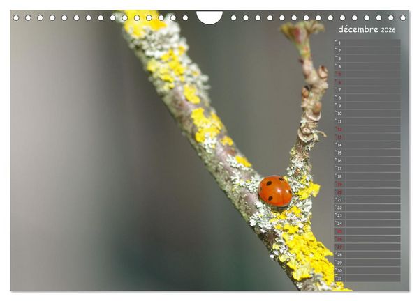 Produktbild: Coccinelles rouges &agrave; points noirs (Calendrier mural 2026 DIN A4 vertical), CALVENDO calendrier mensuel