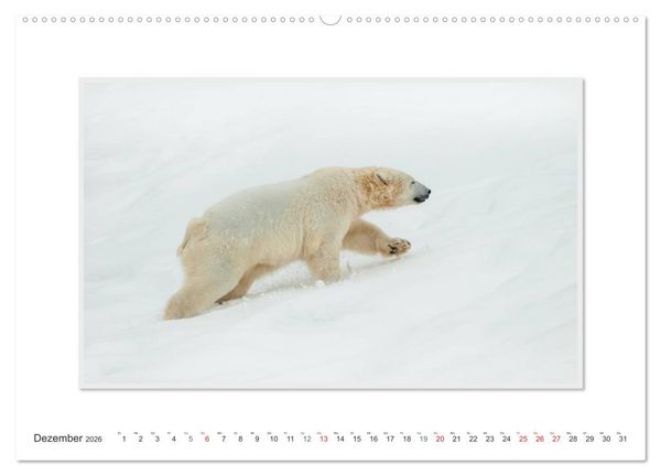 Produktbild: Emotionale Momente: Der Eisb&auml;r. (hochwertiger Premium Wandkalender 2026 DIN A2 quer), Kunstdruck in Hochglanz