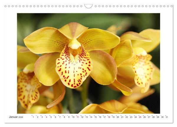 Produktbild: Orchideen Feuerwerk der Farben (Wandkalender 2026 DIN A3 quer), CALVENDO Monatskalender