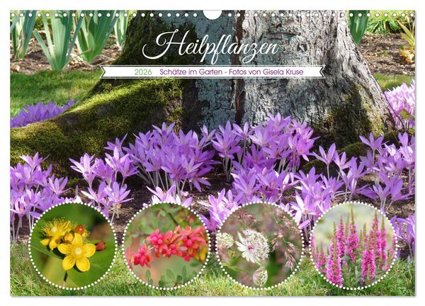 Heilpflanzen - Schätze im Garten (Wandkalender 2026 DIN A3 quer), CALVENDO Monatskalender