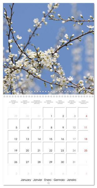 Produktbild: Arbres et arbustes la floraison (Calendrier mural carr&eacute; 2026 30x30 cm) Calendrier double avec une page pour vos prises de notes