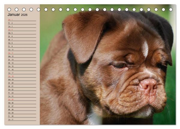 Produktbild: Faszination Bulldogge (Tischkalender 2026 DIN A5 quer), CALVENDO Monatskalender
