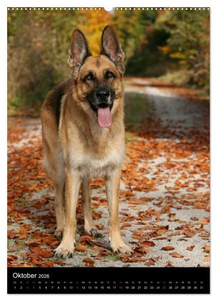 Produktbild: Deutscher Sch&auml;ferhund (Wandkalender 2026 DIN A2 hoch), CALVENDO Monatskalender