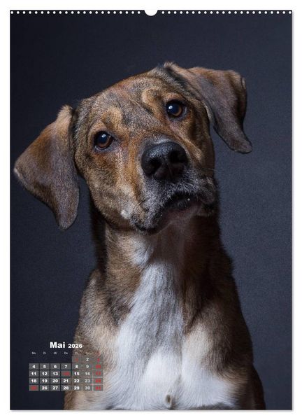 Produktbild: Treue Wegbegleiter, Hunde im Portrait. (Wandkalender 2026 DIN A2 hoch), CALVENDO Monatskalender