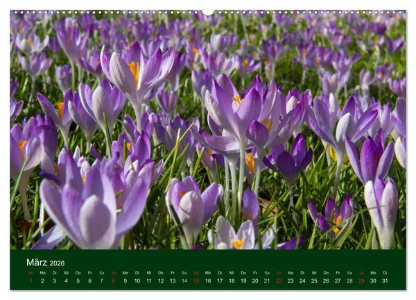 Produktbild: Blumen und Bl&uuml;ten (Wandkalender 2026 DIN A2 quer), CALVENDO Monatskalender