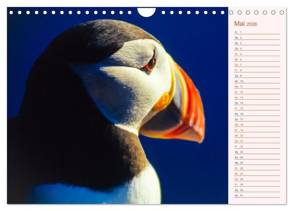Produktbild: Papageitaucher auf Island (Wandkalender 2026 DIN A4 quer), CALVENDO Monatskalender