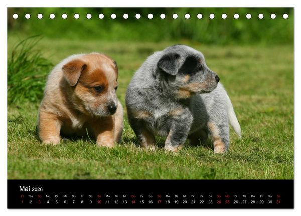 Produktbild: Australian Cattle Dog Welpen (Tischkalender 2026 DIN A5 quer), CALVENDO Monatskalender