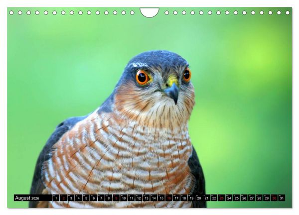 Produktbild: GREIFV&Ouml;GEL wild & frei (Wandkalender 2026 DIN A4 quer), CALVENDO Monatskalender