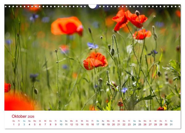 Produktbild: Mohnblumen (Wandkalender 2026 DIN A3 quer), CALVENDO Monatskalender