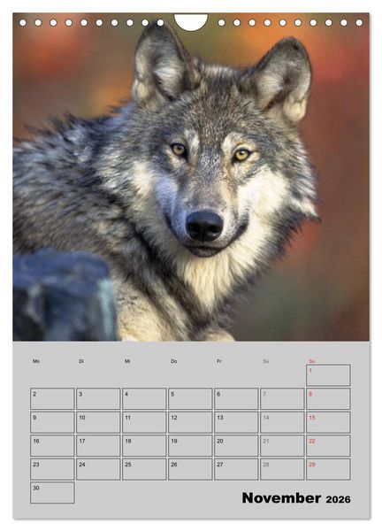 Produktbild: Wolf-Gesichter (Wandkalender 2026 DIN A4 hoch), CALVENDO Monatskalender
