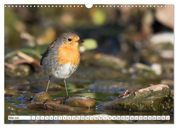 Produktbild: Geliebtes Rotkehlchen (Wandkalender 2026 DIN A3 quer), CALVENDO Monatskalender