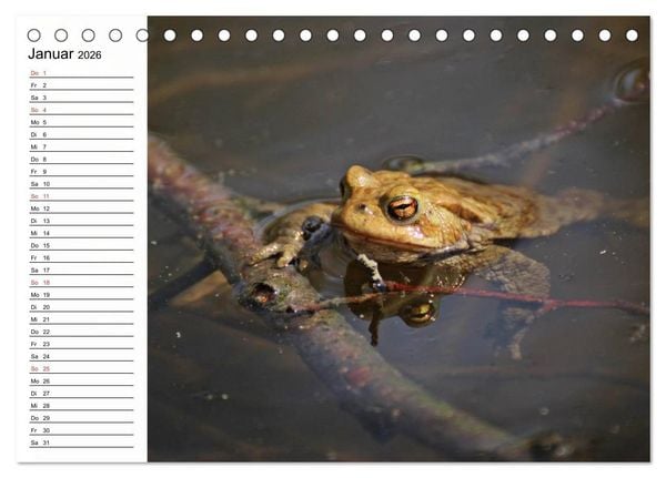 Produktbild: Amphibien und Reptilien (Tischkalender 2026 DIN A5 quer), CALVENDO Monatskalender