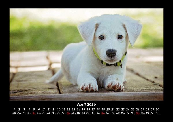 Produktbild: Hunde 2026 Fotokalender DIN A3