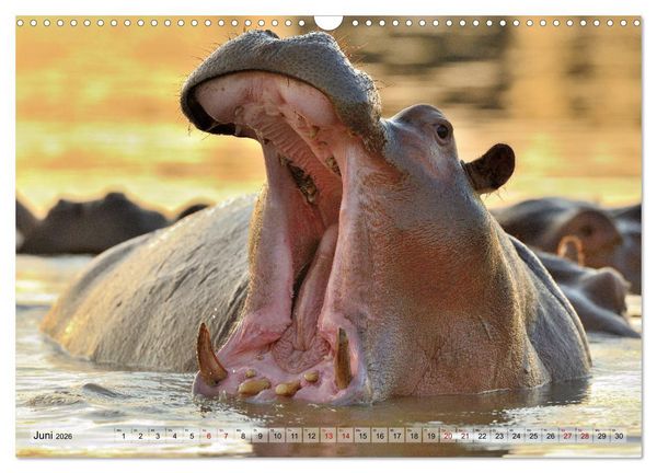 Produktbild: Faszination Afrika: Flusspferde (Wandkalender 2026 DIN A3 quer), CALVENDO Monatskalender