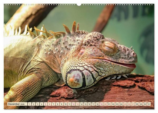 Produktbild: Wundersch&ouml;ner Leguan (Wandkalender 2026 DIN A2 quer), CALVENDO Monatskalender