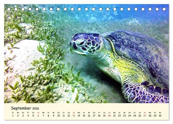 Produktbild: Faszination Meeresschildkr&ouml;ten (Tischkalender 2026 DIN A5 quer), CALVENDO Monatskalender