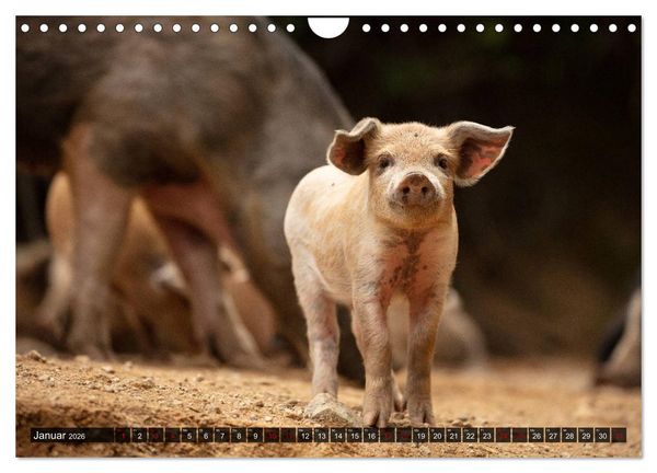 Produktbild: Korsika - s&uuml;&szlig;e, wilde Schweinchen (Wandkalender 2026 DIN A4 quer), CALVENDO Monatskalender