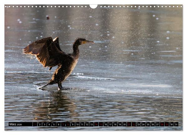 Produktbild: Der Kormoran - Ein intelligenter Fischj&auml;ger (Wandkalender 2026 DIN A3 quer), CALVENDO Monatskalender
