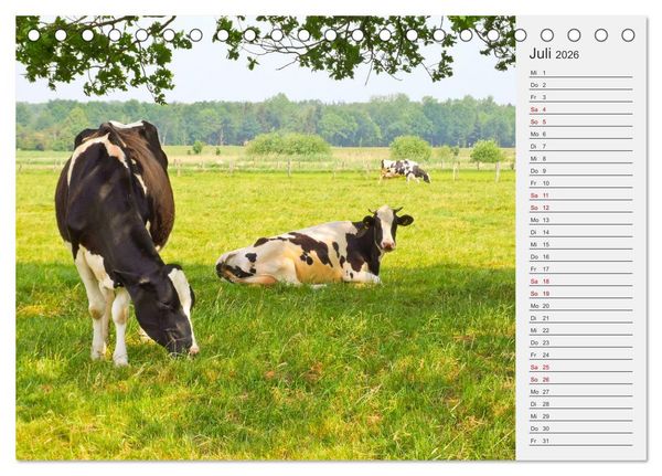 Produktbild: Die Kuh macht Muuuh! (Tischkalender 2026 DIN A5 quer), CALVENDO Monatskalender