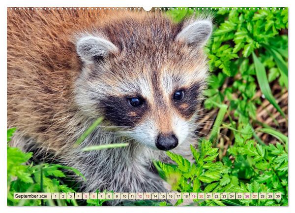Produktbild: Waschb&auml;r - Niedlicher Allesfresser (Wandkalender 2026 DIN A2 quer), CALVENDO Monatskalender