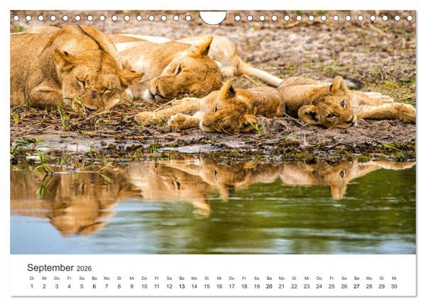 Produktbild: Botswana - Grandiose Wildnis (Wandkalender 2026 DIN A4 quer), CALVENDO Monatskalender