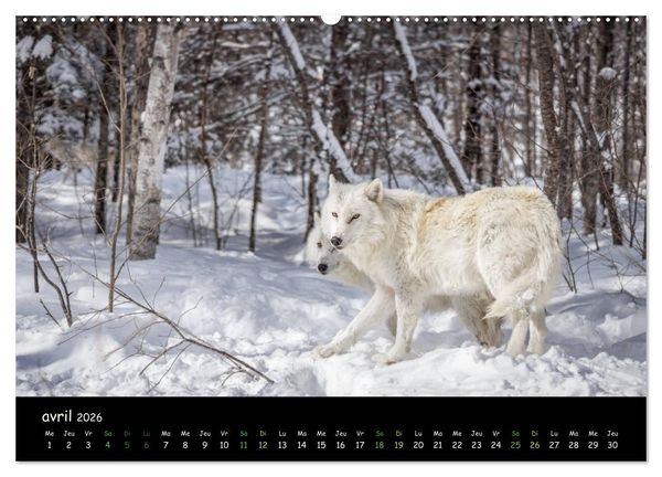 Produktbild: J'ai vu le loup (Calendrier mural 2026 DIN A2 vertical) calendrier de bureau