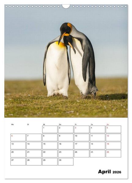 Produktbild: Pinguine. Familiengl&uuml;ck im Eis (Wandkalender 2026 DIN A3 hoch), CALVENDO Monatskalender