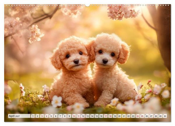 Produktbild: Lieblingshund Pudel (hochwertiger Premium Wandkalender 2027 DIN A2 quer), Kunstdruck in Hochglanz