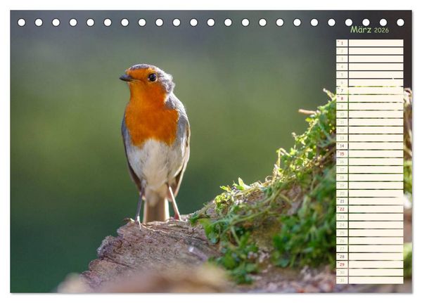 Produktbild: Gefiederte Sch&ouml;nheiten - Das Rotkehlchen / Planer (Tischkalender 2026 DIN A5 quer), CALVENDO Monatskalender