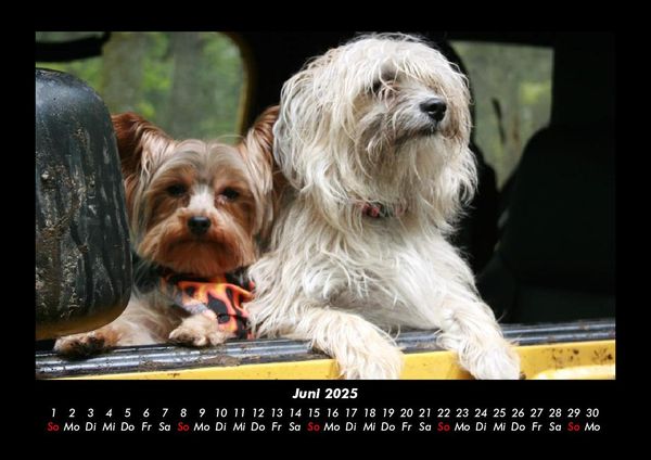 Produktbild: Hundezauber 2025 Fotokalender DIN A3