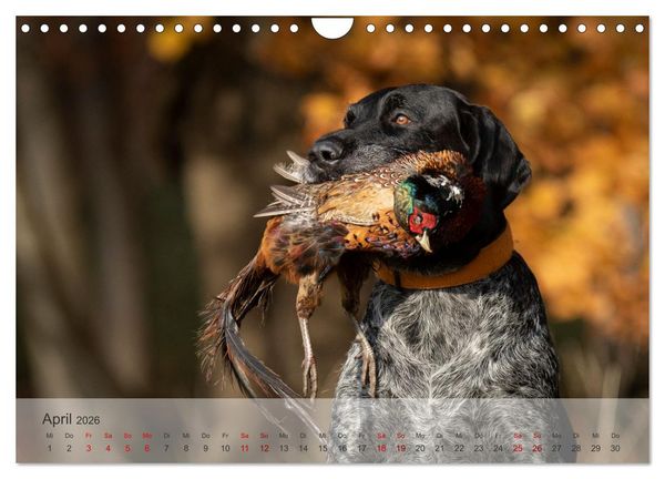 Produktbild: Treue Jagdgef&auml;hrten - Der Deutsch Drahthaar (Wandkalender 2026 DIN A4 quer), CALVENDO Monatskalender